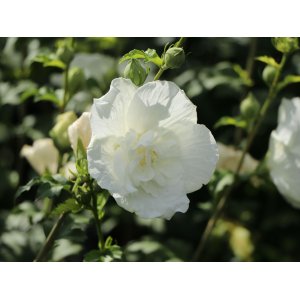 Ibištek sýrsky (Hibiscus syriacus) ´WHITE CHIFFON®´ - výška 30-50 cm, kont. C3L
